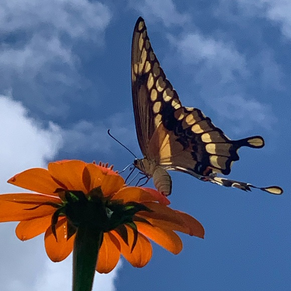 Meet your Posher, Bethie - Picture 16 of 16